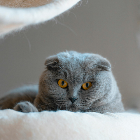 对话CATLINK:拿下日韩泰越四国的背后关窍